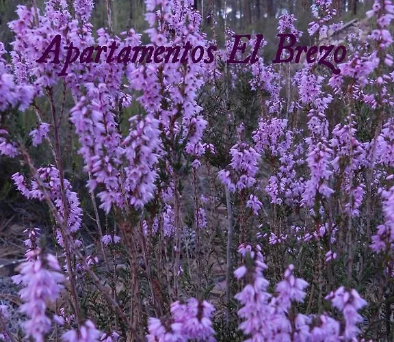 El Brezo * Albarracín